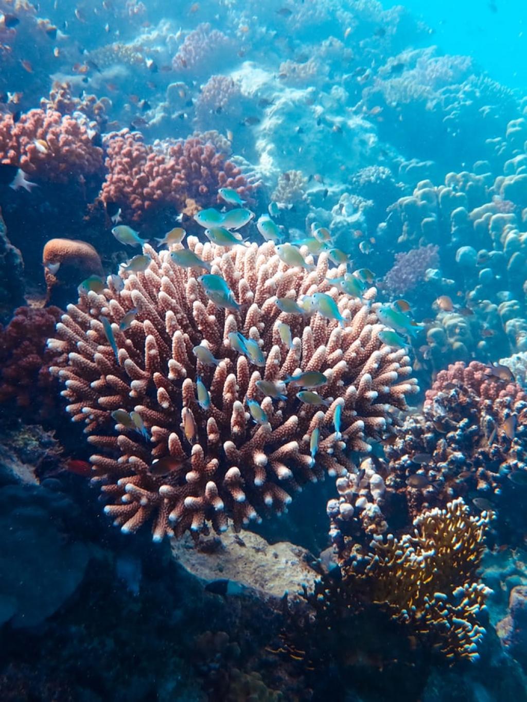 Under the see