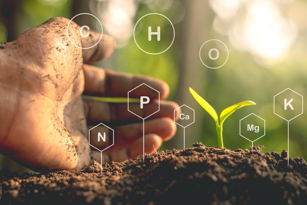 Hand and small plan in the ground