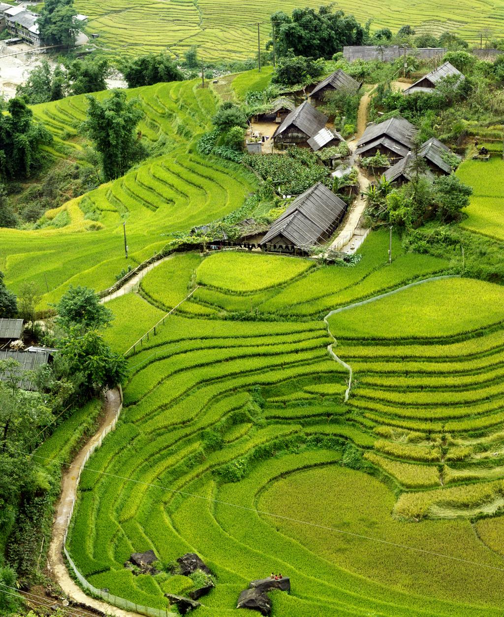 Field