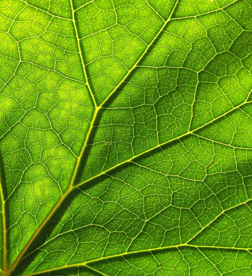 Leaf