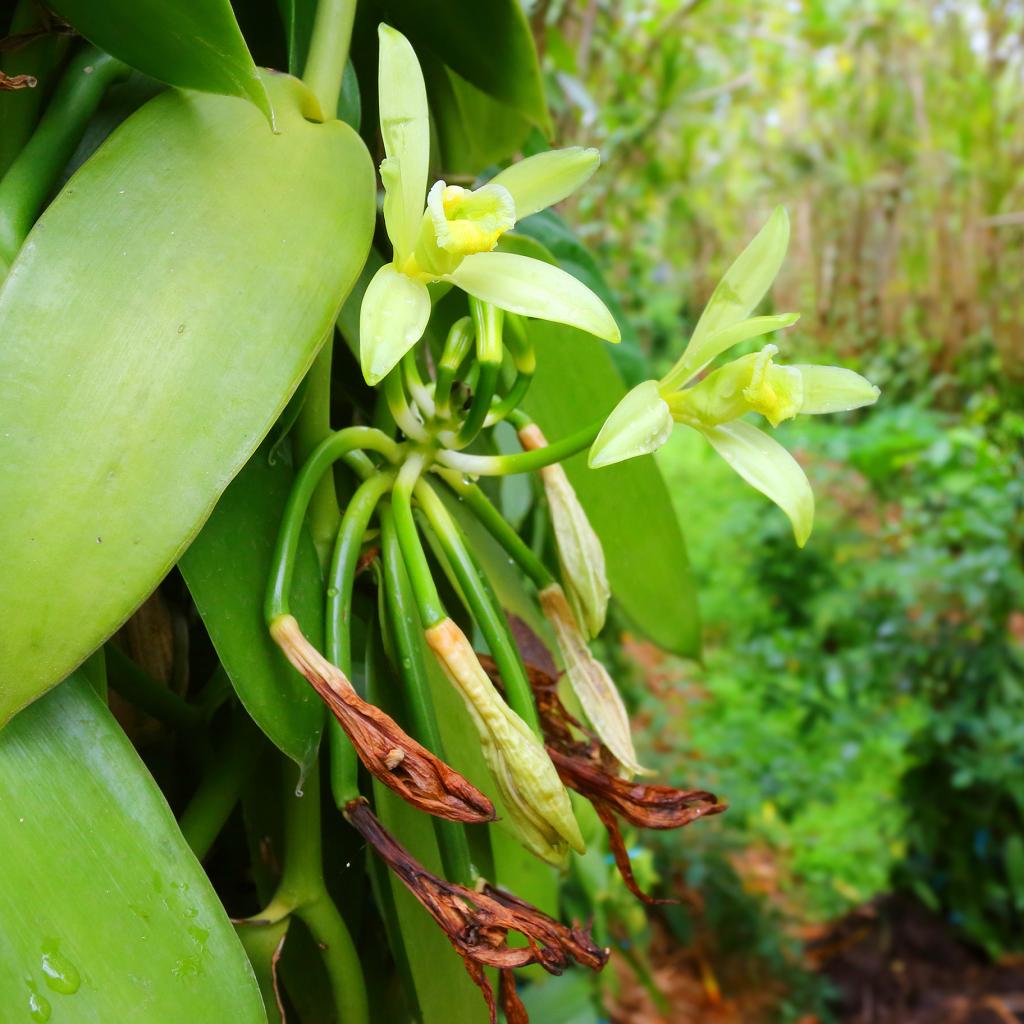 Vanilla Plant