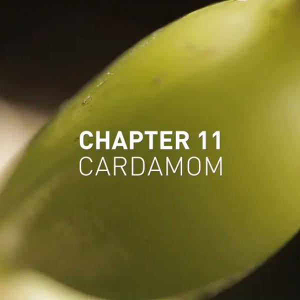 NaturalsTogether™ Chapter 11: Cardamom