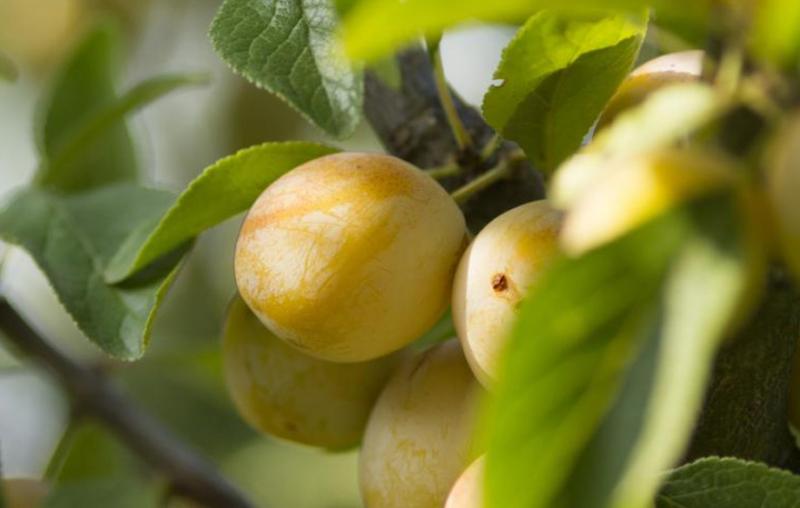 Naturals & Sustainability