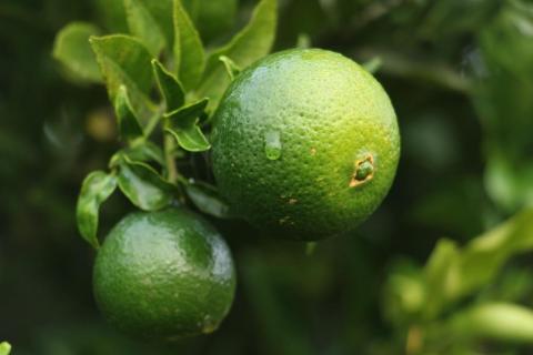 FIRMENICH LAUNCHES NATURALS TOGETHER IN SAO PAULO, BRAZIL