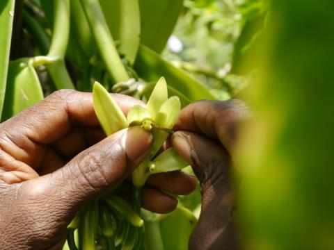 FIRMENICH INVESTS IN SECOND MAJOR VANILLA PROJECT TO IMPROVE THE LIVELIHOODS OF FARMERS IN MADAGASCAR