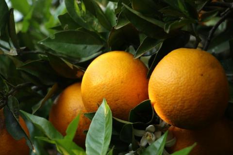 FIRMENICH PUBLICLY COMMITS TO 100% SUSTAINABLE JUICE